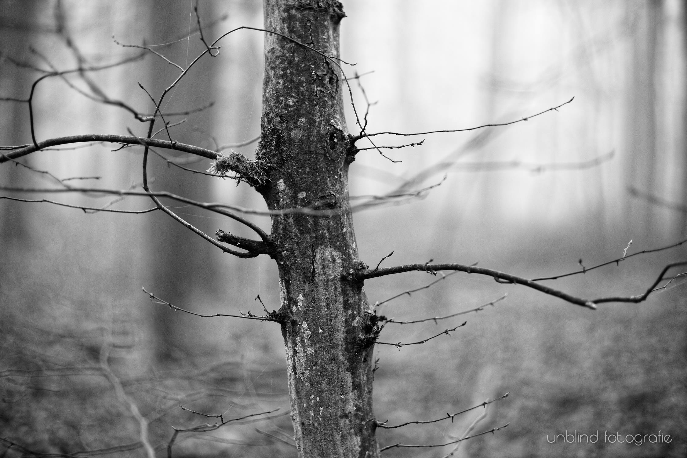 Nebel 06 51842756651 o