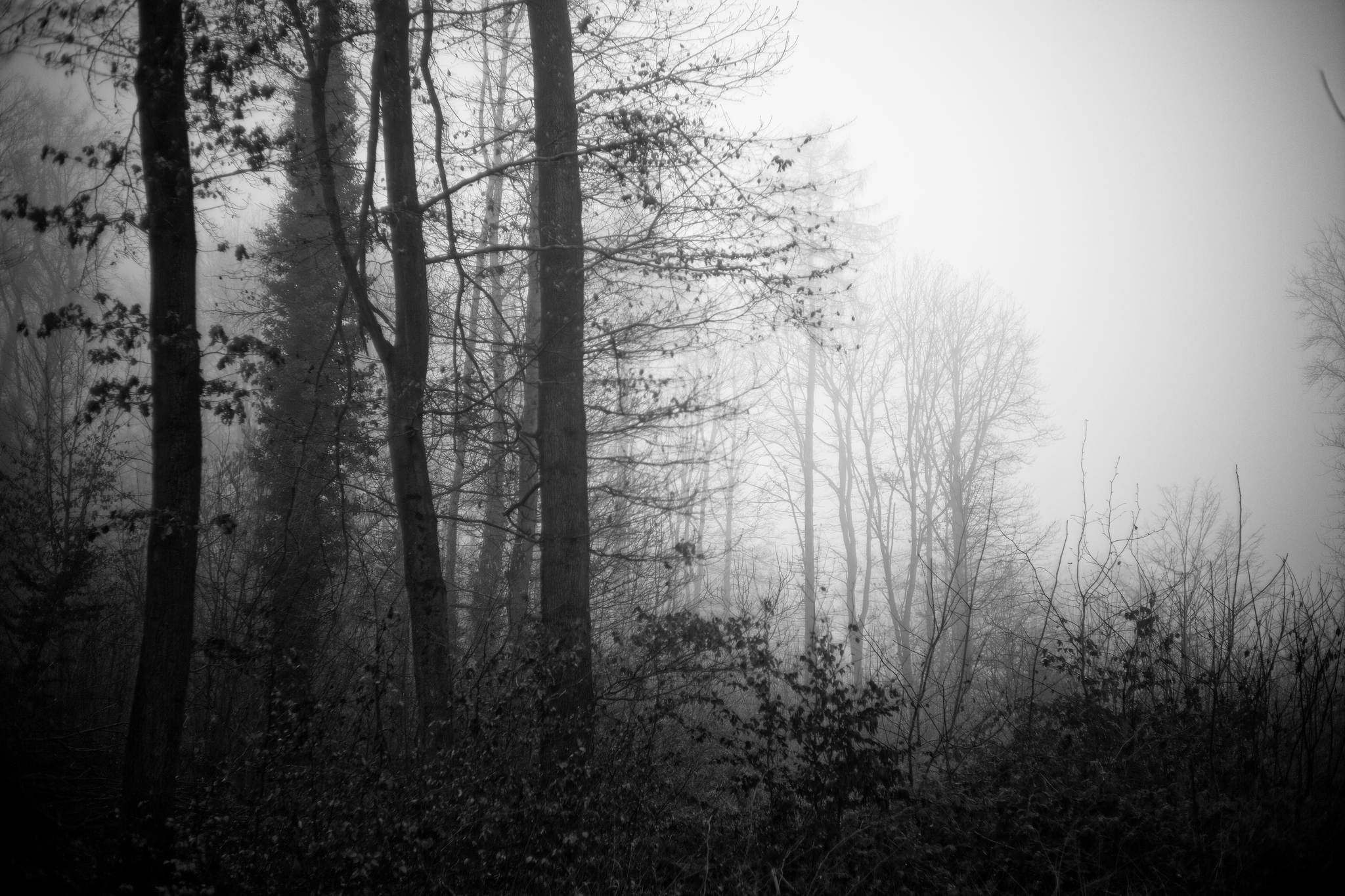 Nebel 08 51841820032 o