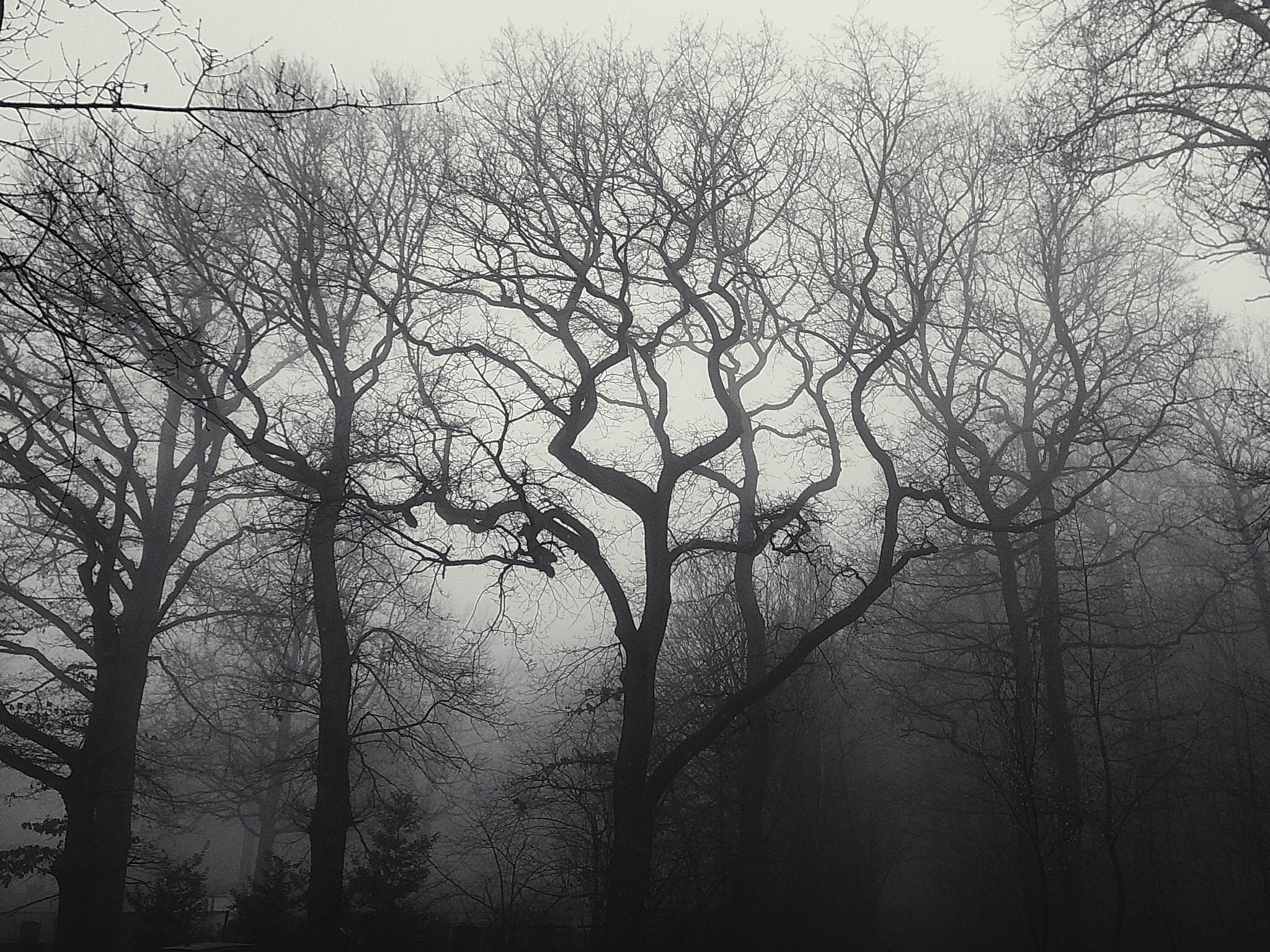 Nebelwald am morgen 05 54397189471 o