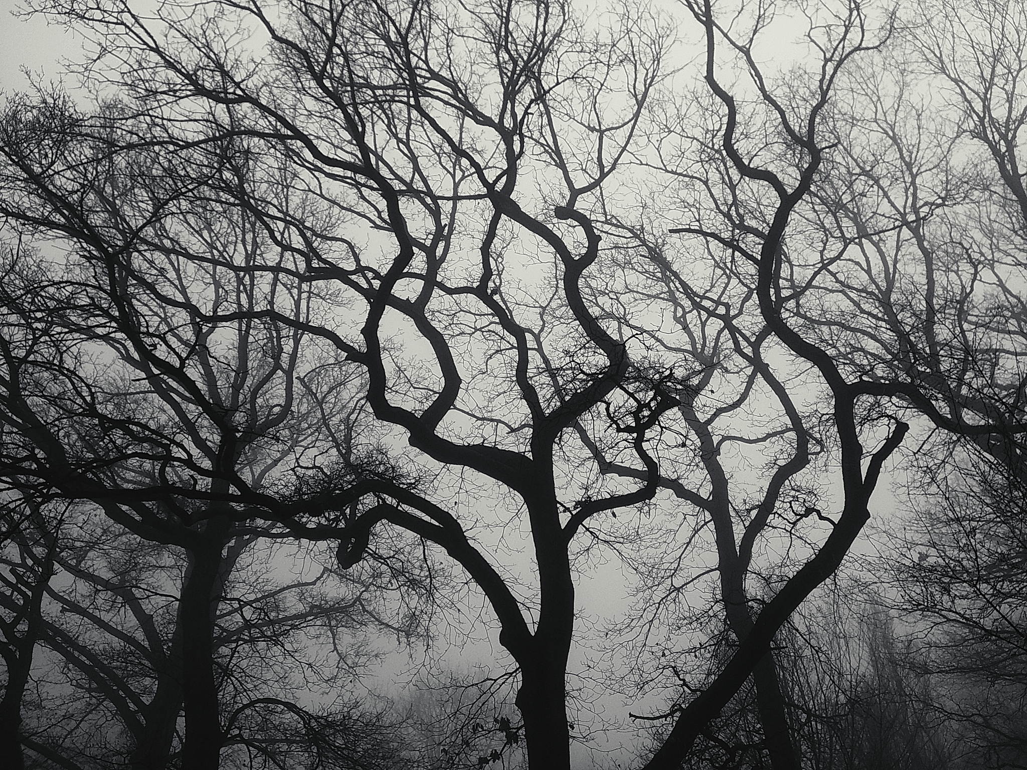 Nebelwald am morgen 06 54397420343 o