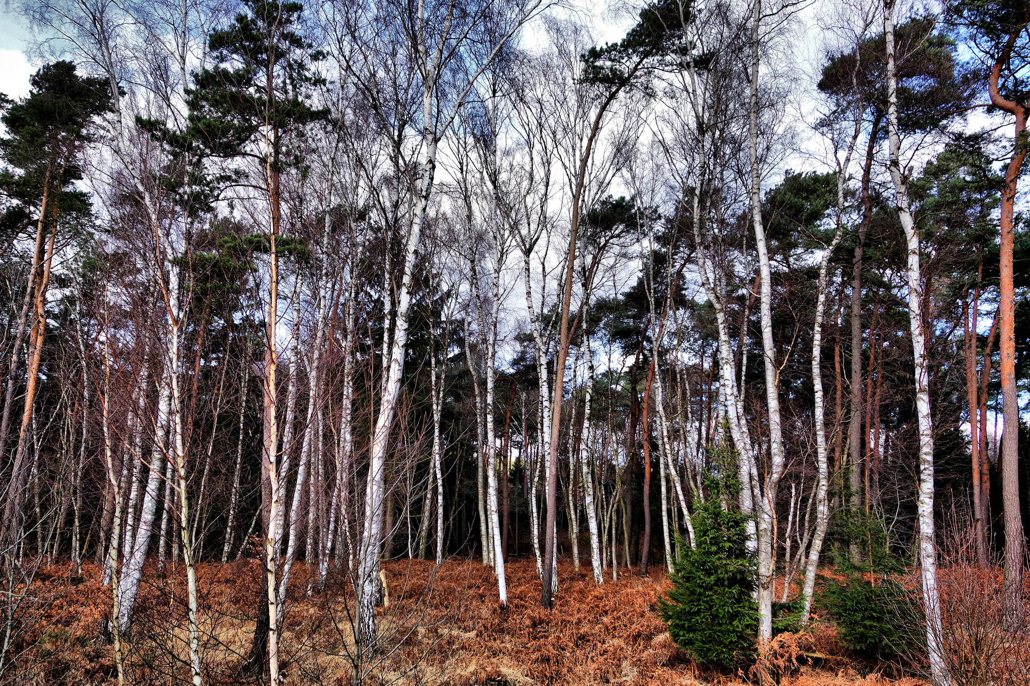 Noch ein birkenwldchen 11836624406 o