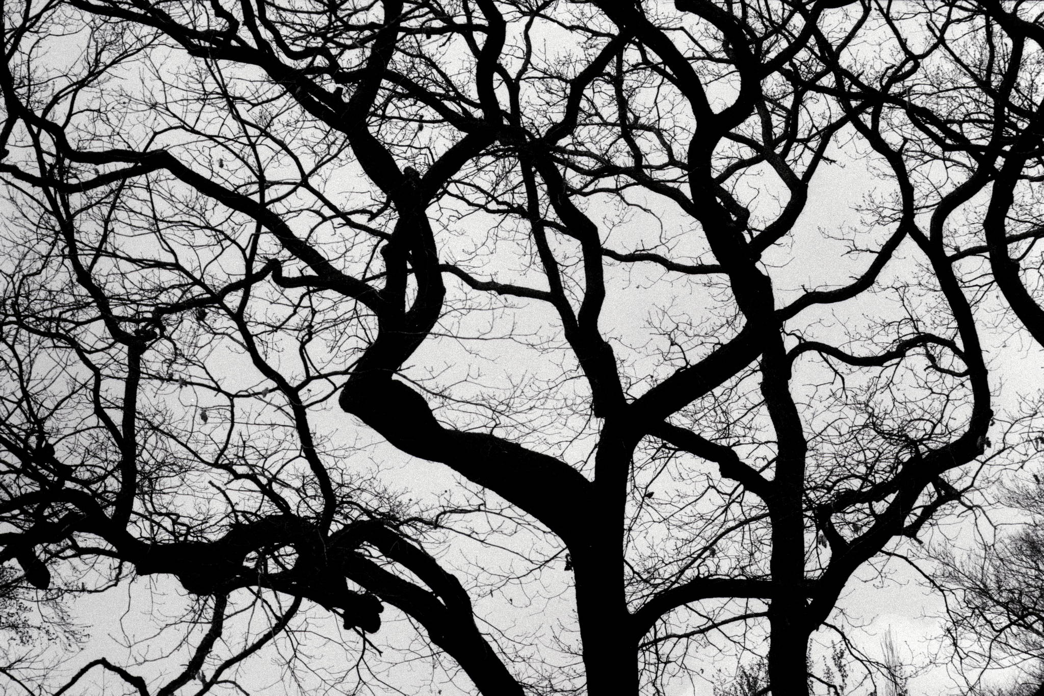 Such den vogel 33734860898 o