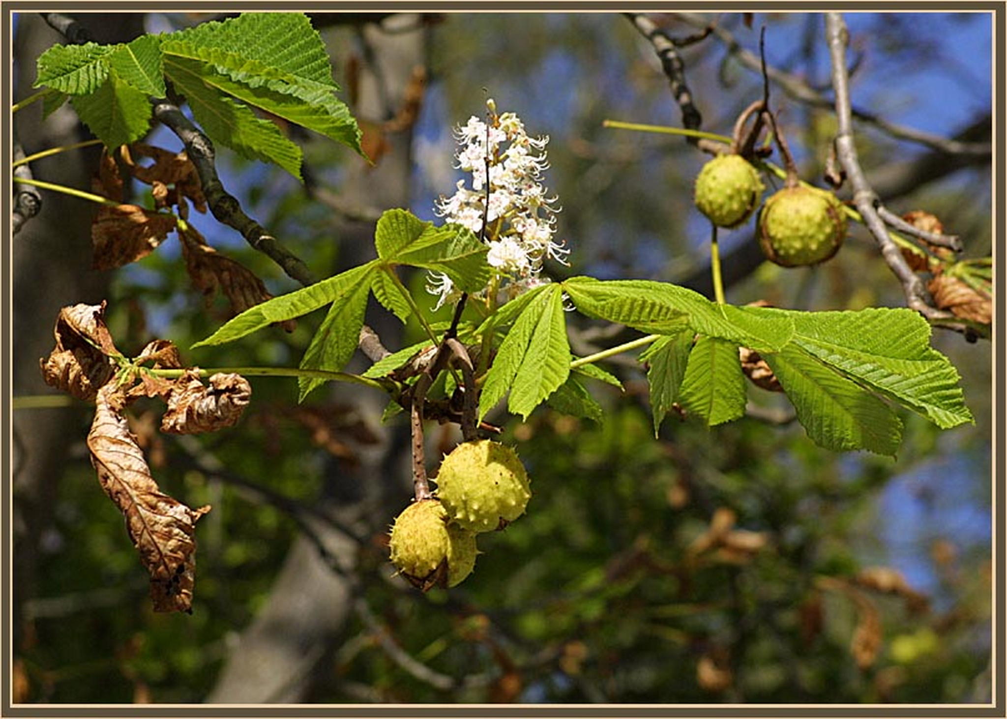 Todesangst 6013687434 o