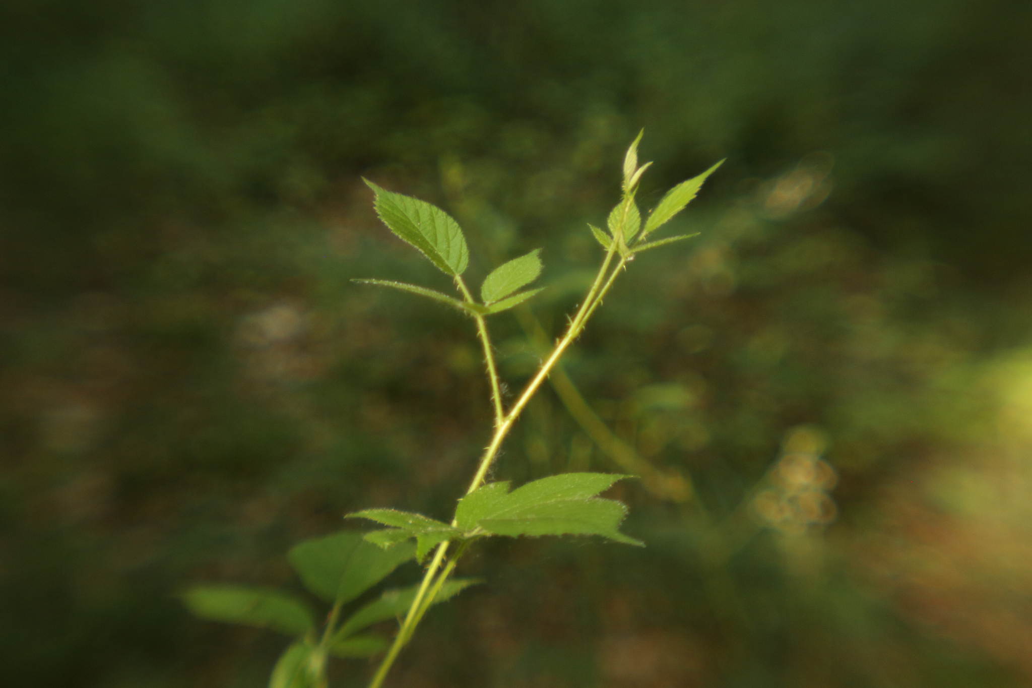 Ur4a1389 19408478631 o