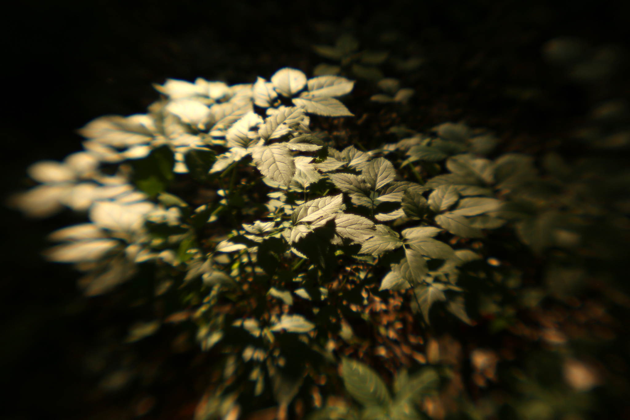 Ur4a1390 19378269536 o