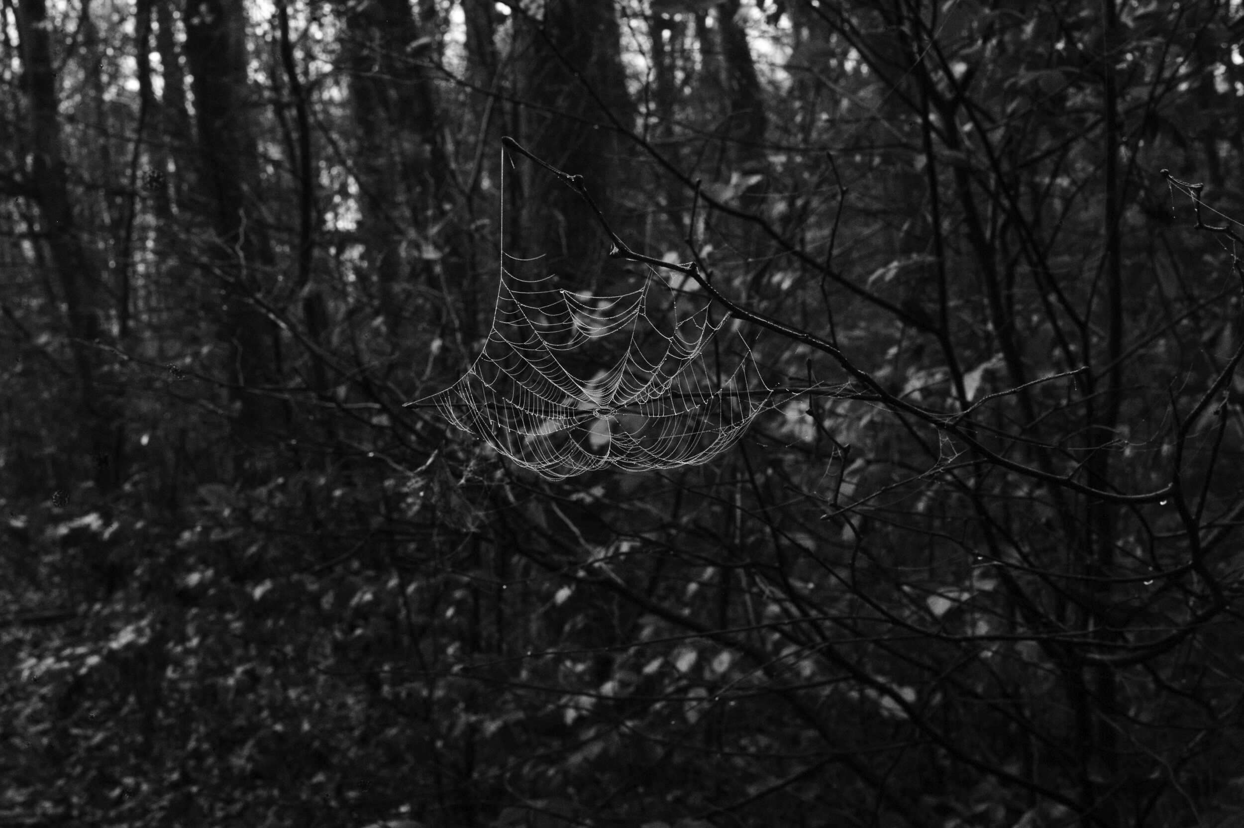 Vkl 2025 11 16 Nebelwald 09 2500x1664