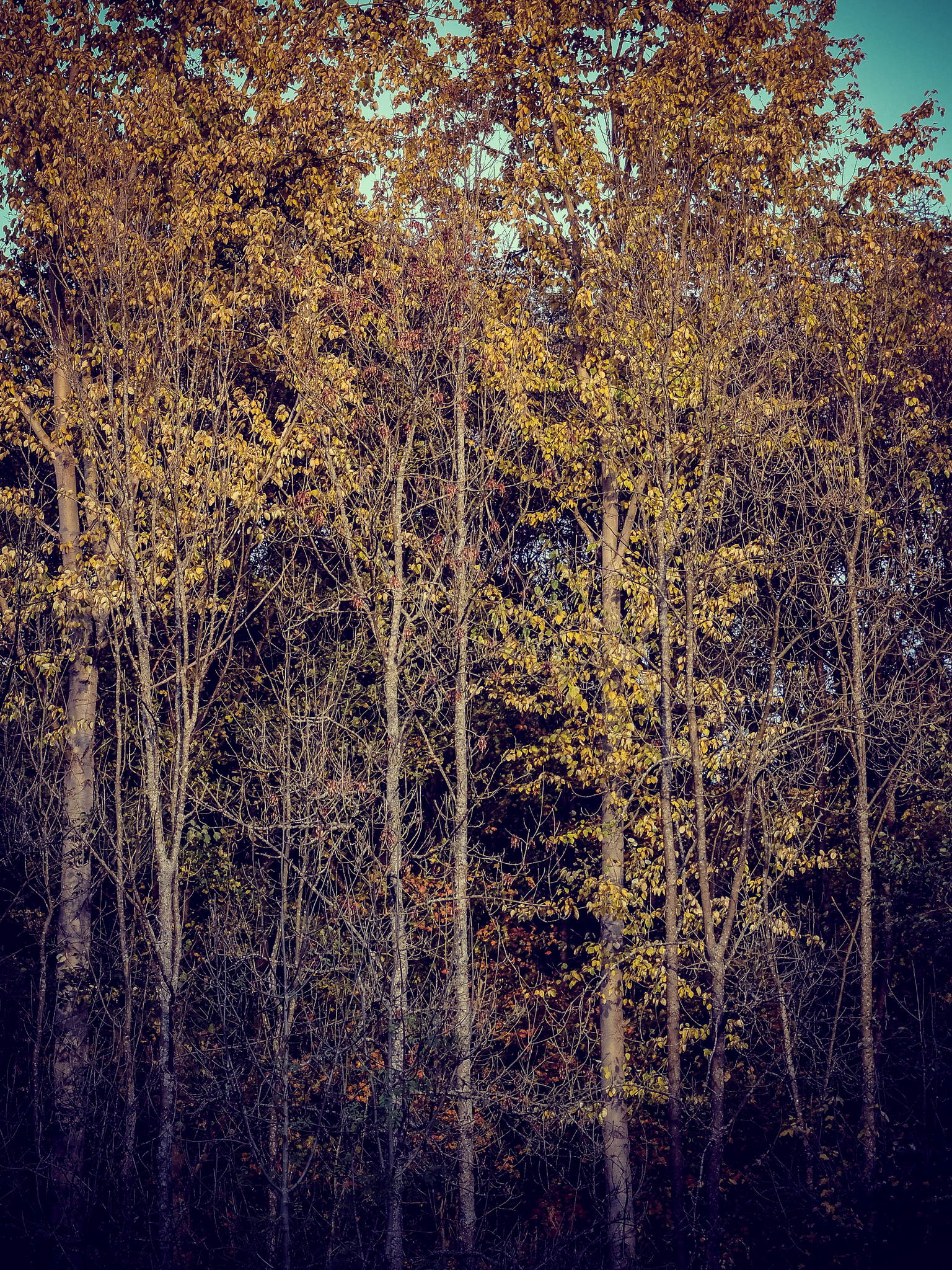 Waldsterben 10765413074 o