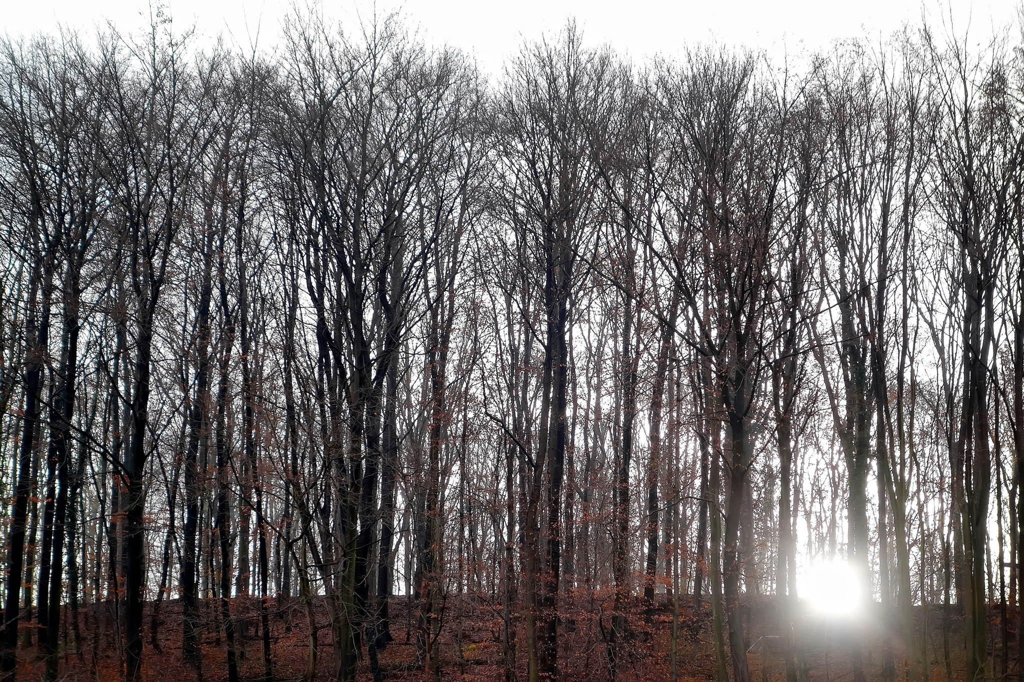 Wintermorgensonne 11382623714 o