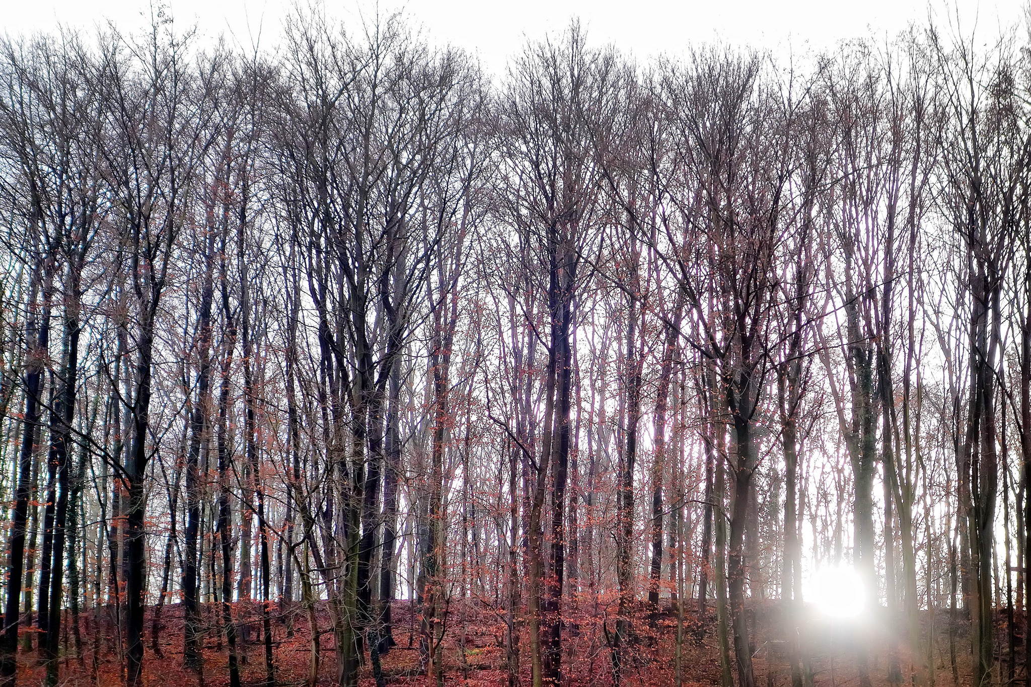 Winterwald 11392761364 o