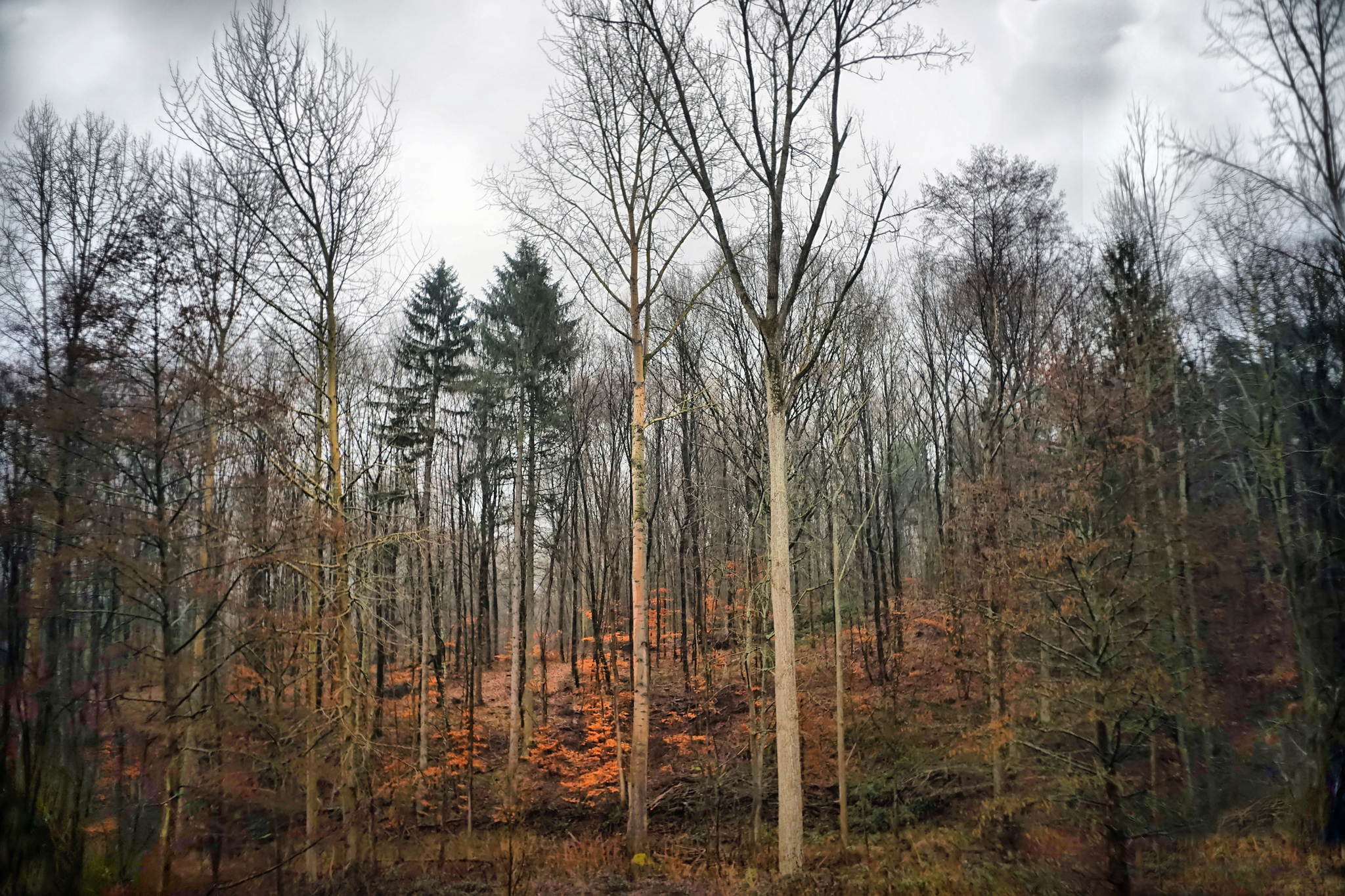 Winterwald 24798187649 o