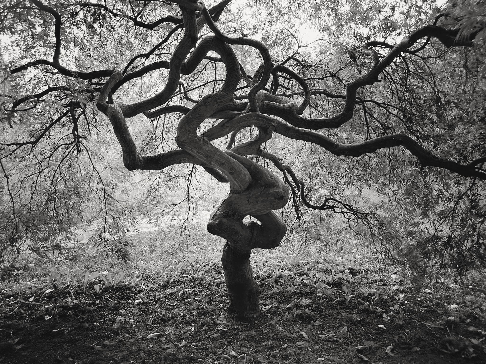 Worres 48943721852 o