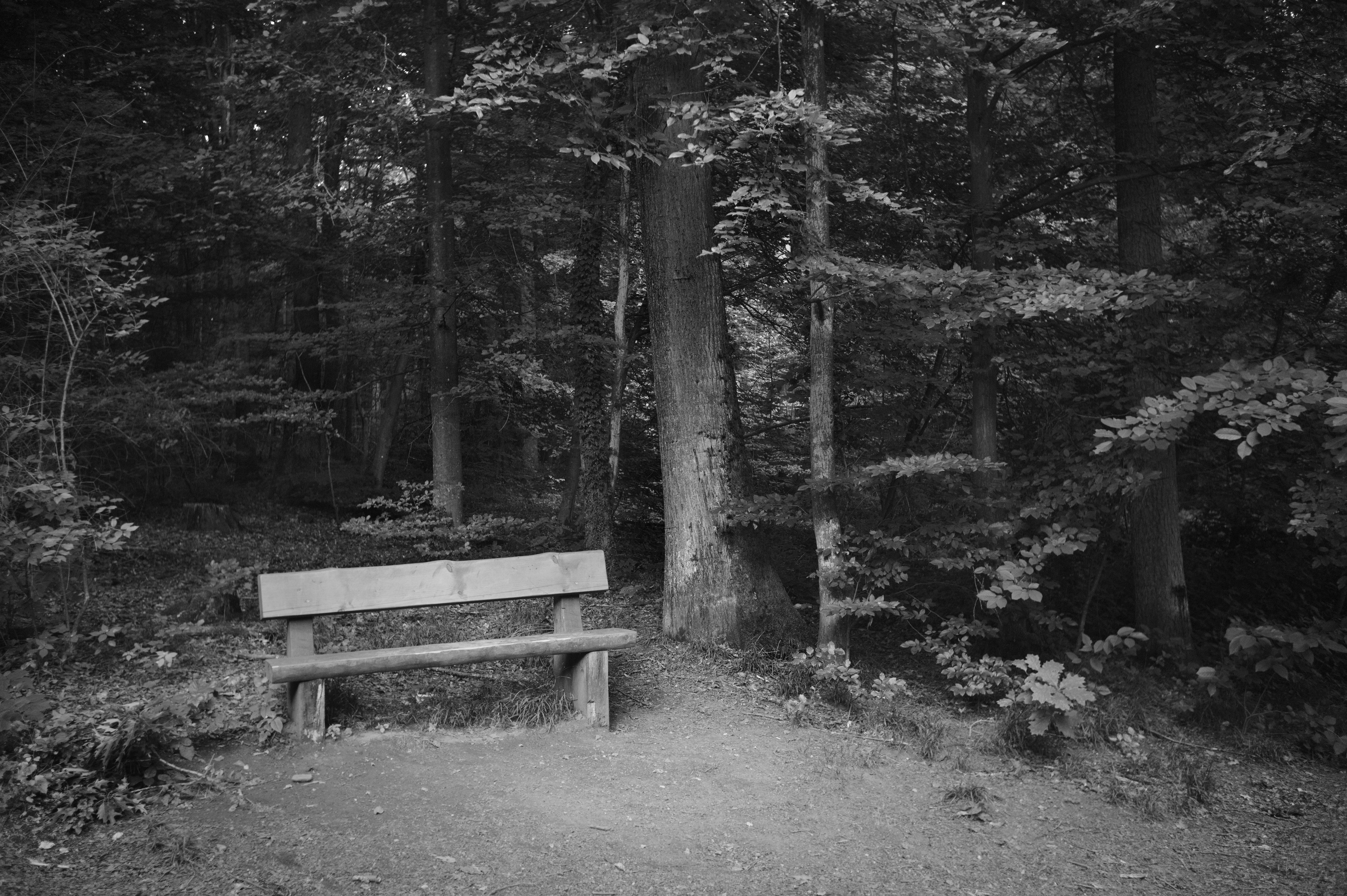 Leica mm summaron 4 50053639856 o