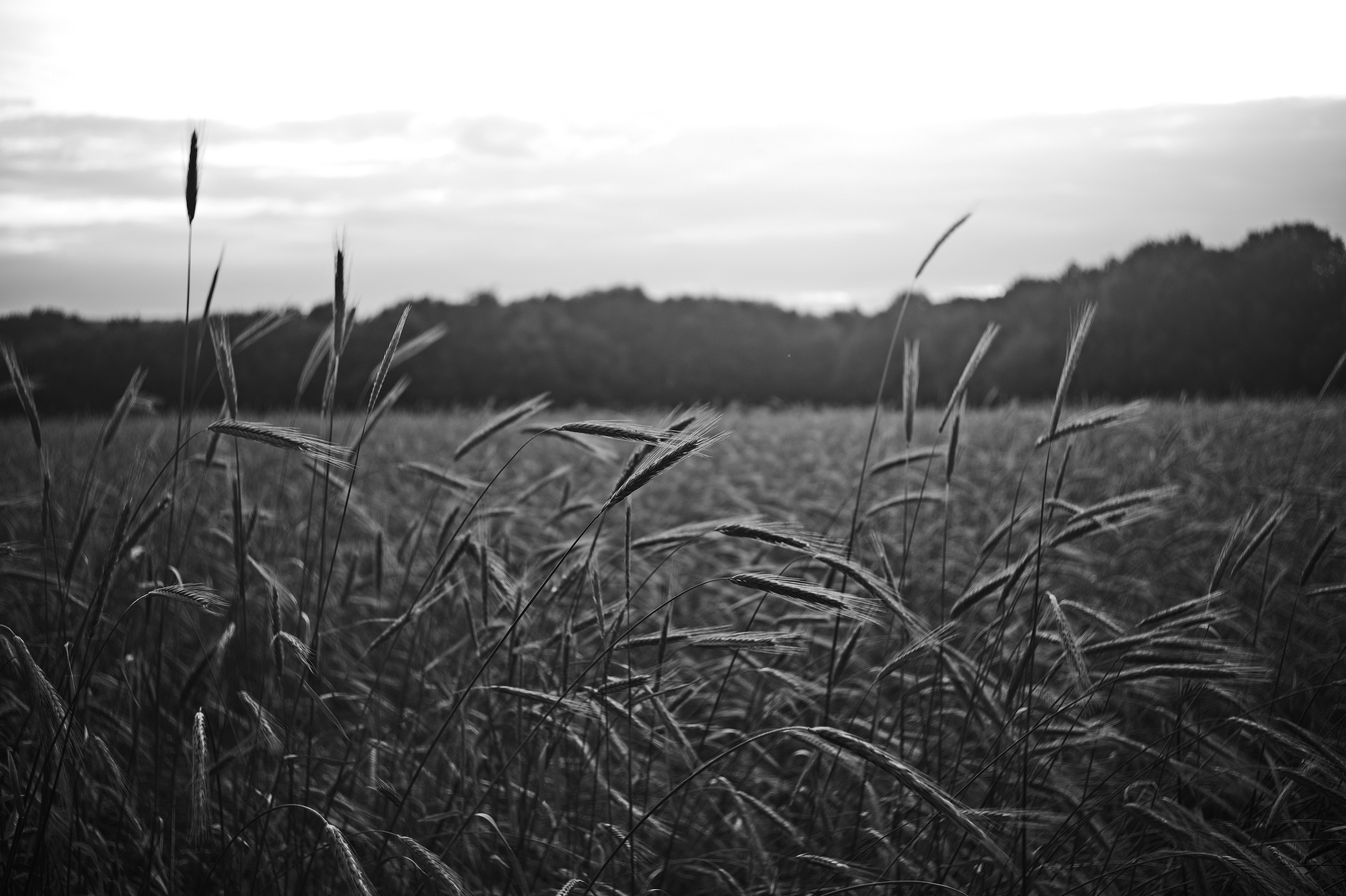 Leica mm summaron 7 50053065318 o